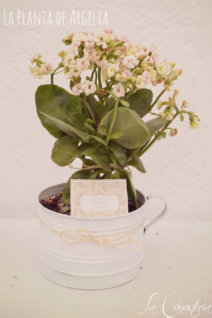 LaPlantadeArgelia_title_logo